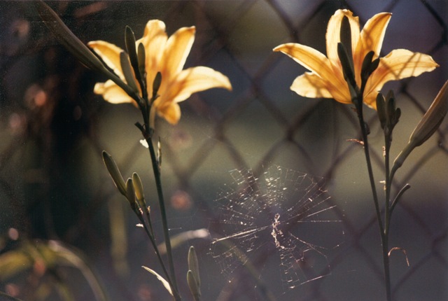 Amy Jackson yellowdaylilies ok mag.
