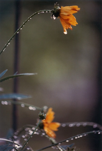 Amy Jackson yellowflower ok mag.