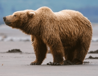 RAW Hollywood photographer Timothy Treadwell