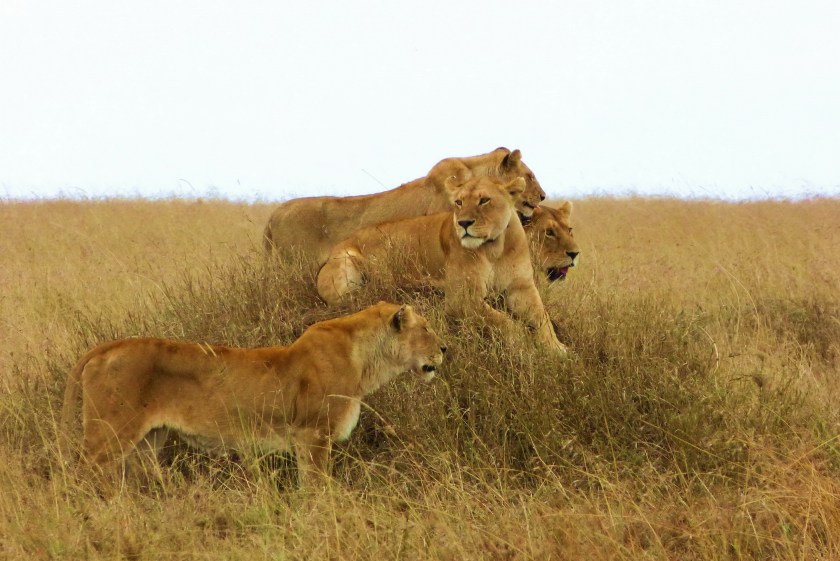 H. Allen Benowitz Lion Pride; Serengeti, Tanzania. 2012