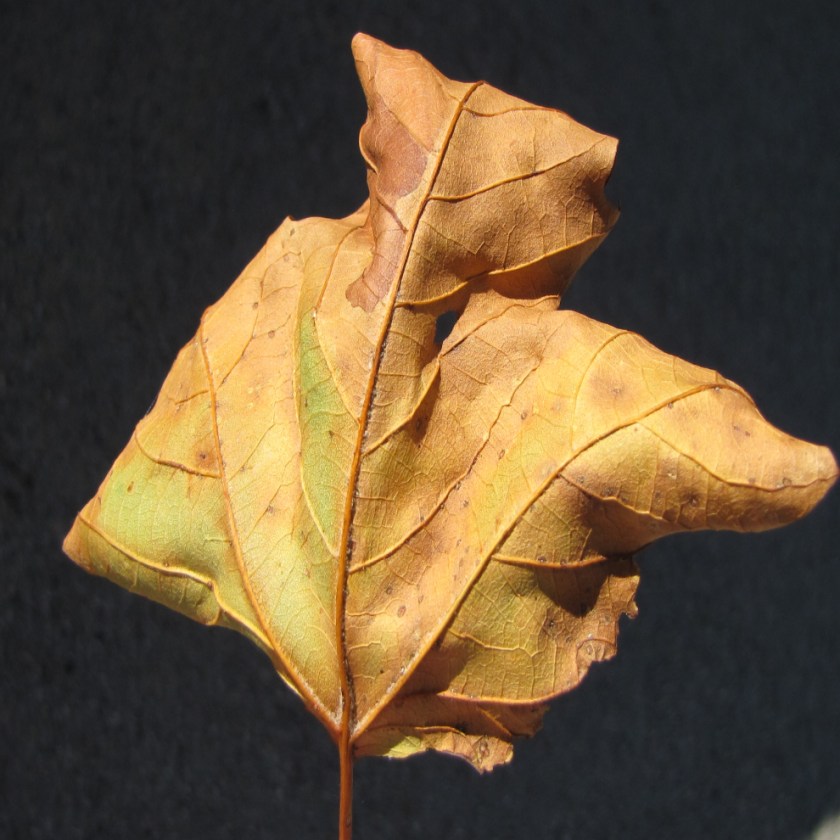 stacia-gates1the-elementsleaf