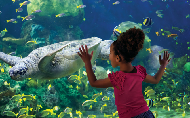 Seaworld Portrait Your visit to SeaWorld isn’t just a chance to feel connected to the ...