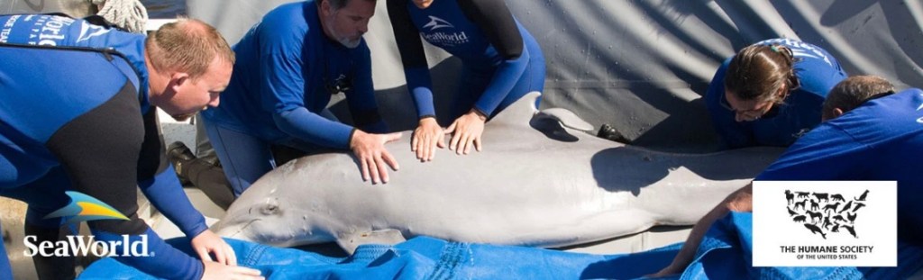 SeaWorld’s legacy of animal rescue spans more than 50 years – Be ...